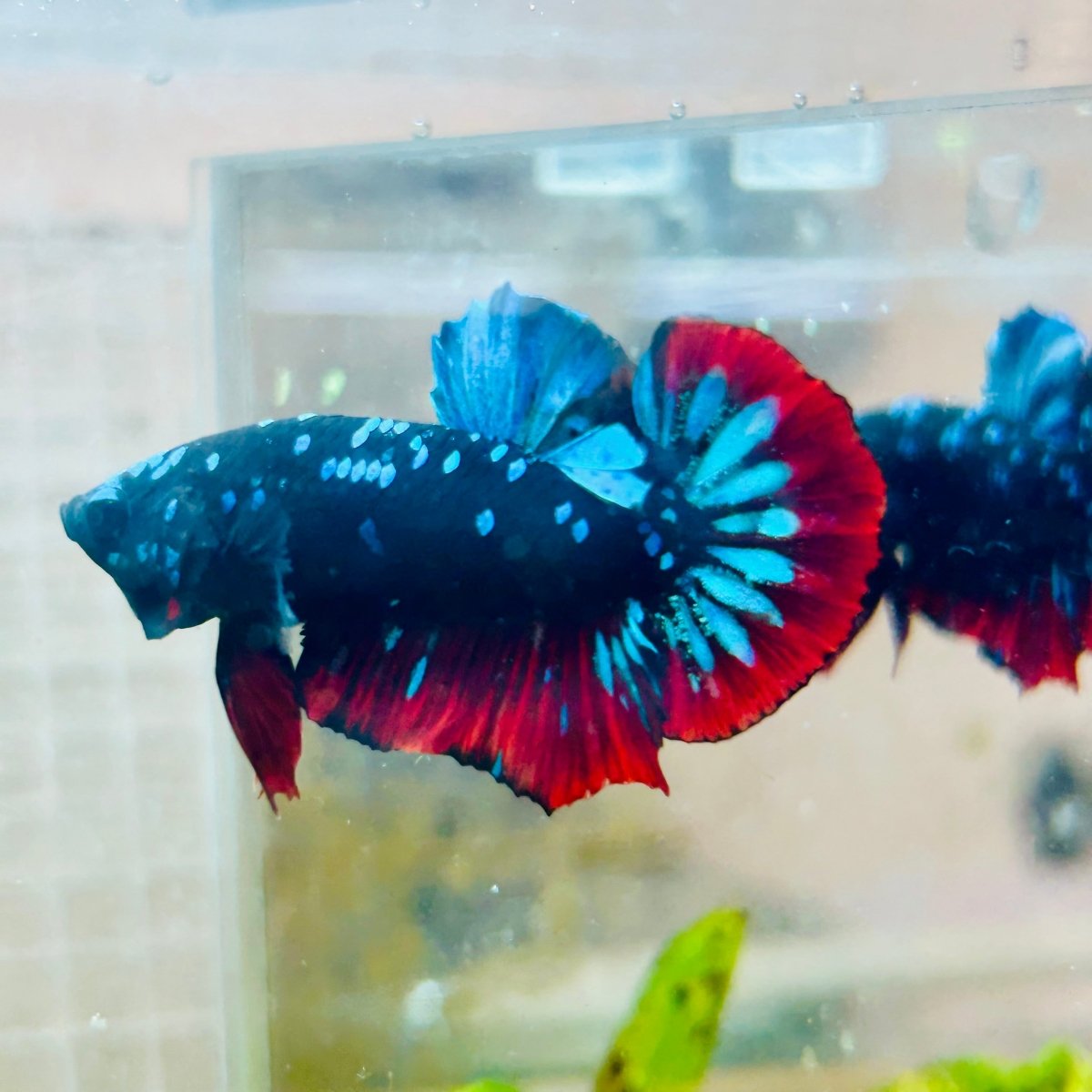 Avatar Nebula Plakat Male Betta #013