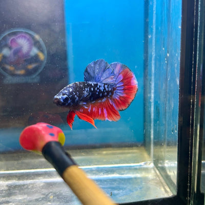 Avarta Nebula Plakat - Male Betta 020