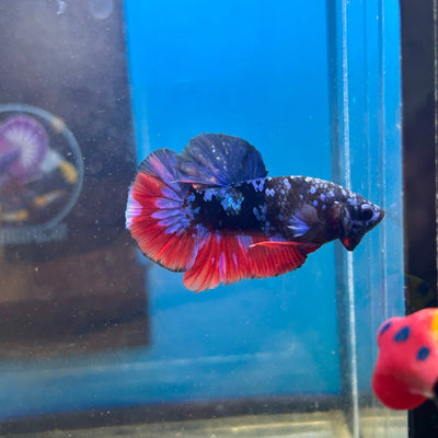 Avarta Nebula Plakat - Male Betta 020