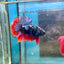 Avarta Nebula Plakat - Male Betta 020