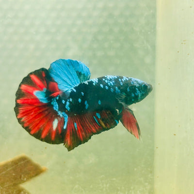Avarta Nebula Plakat - Male Betta 039