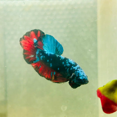 Avarta Nebula Plakat - Male Betta 039