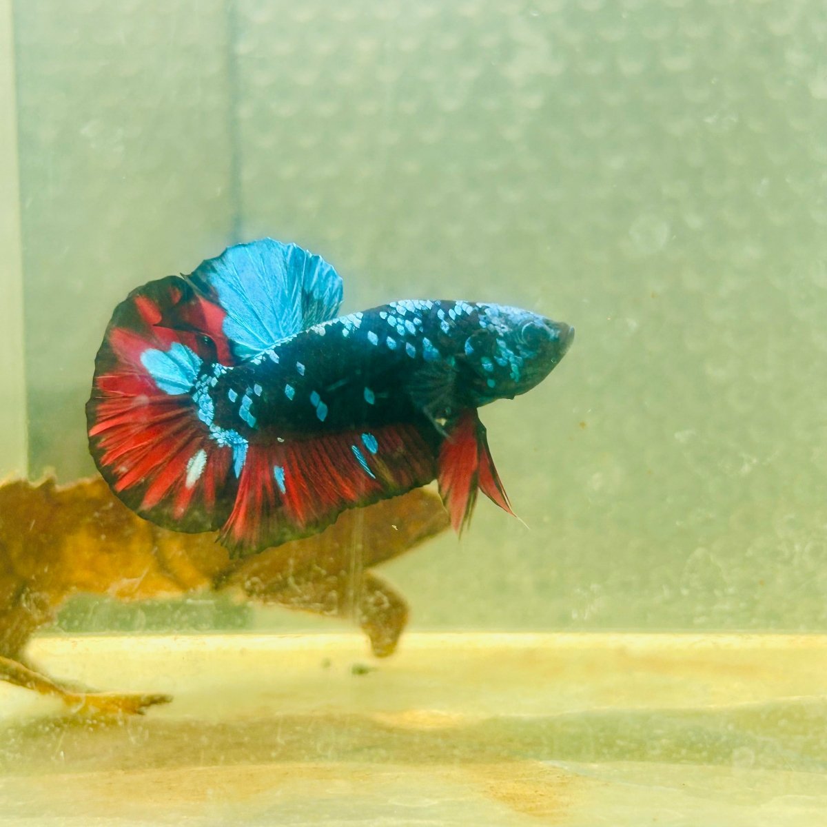 Avarta Nebula Plakat - Male Betta 039