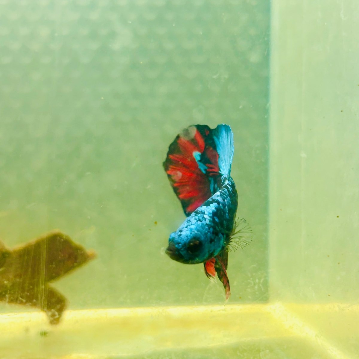 Avarta Nebula Plakat - Male Betta 039