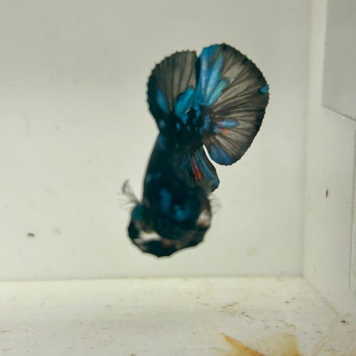 Avarta Nebula Plakat - Male Betta 047