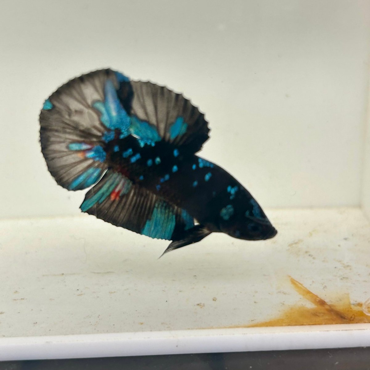 Avarta Nebula Plakat - Male Betta 047