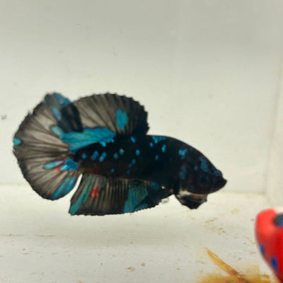 Avarta Nebula Plakat - Male Betta 047