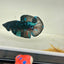 Avarta Nebula Plakat - Male Betta 047