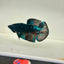 Avarta Nebula Plakat - Male Betta 047
