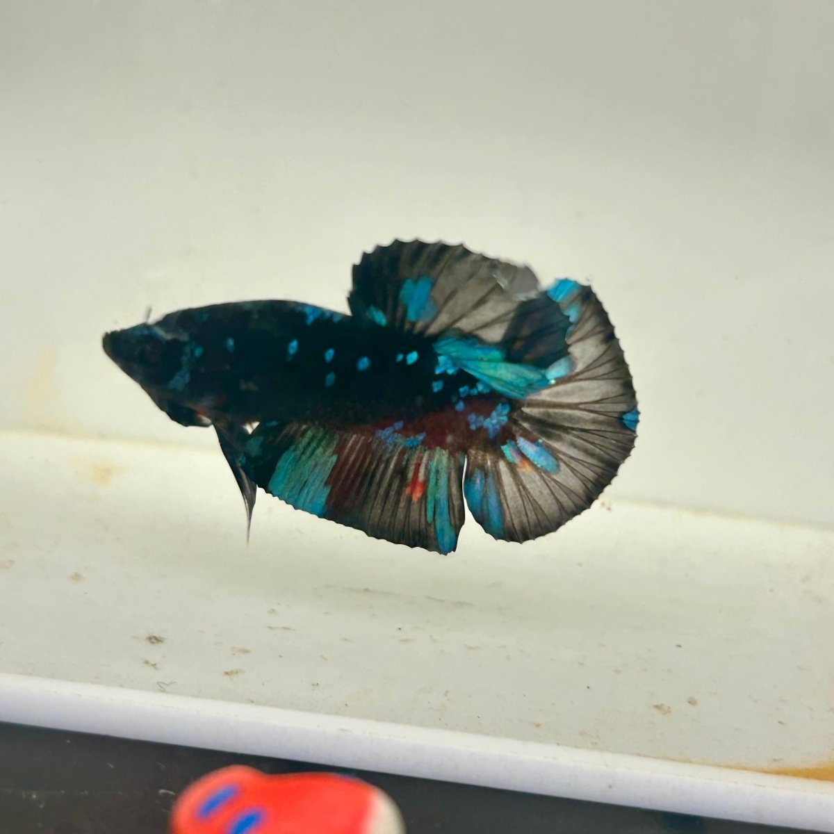 Avarta Nebula Plakat - Male Betta 047