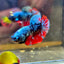 Avarta Nebula Plakat - Male Betta 059