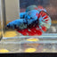 Avarta Nebula Plakat - Male Betta 059