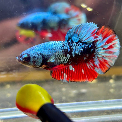 Avarta Nebula Plakat - Male Betta 059
