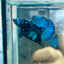 Avarta Nebula Plakat - Male Betta 097