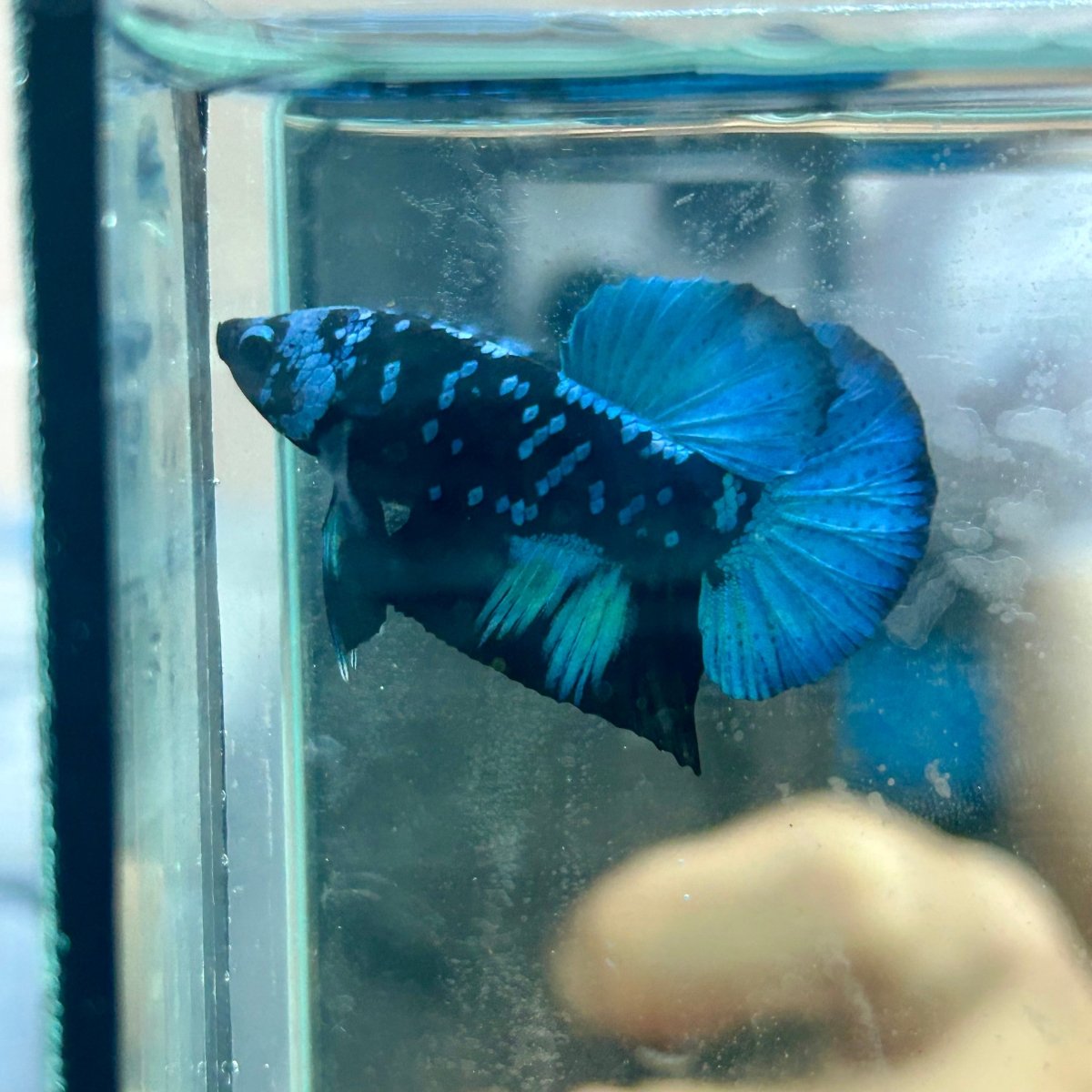 Avarta Nebula Plakat - Male Betta 097