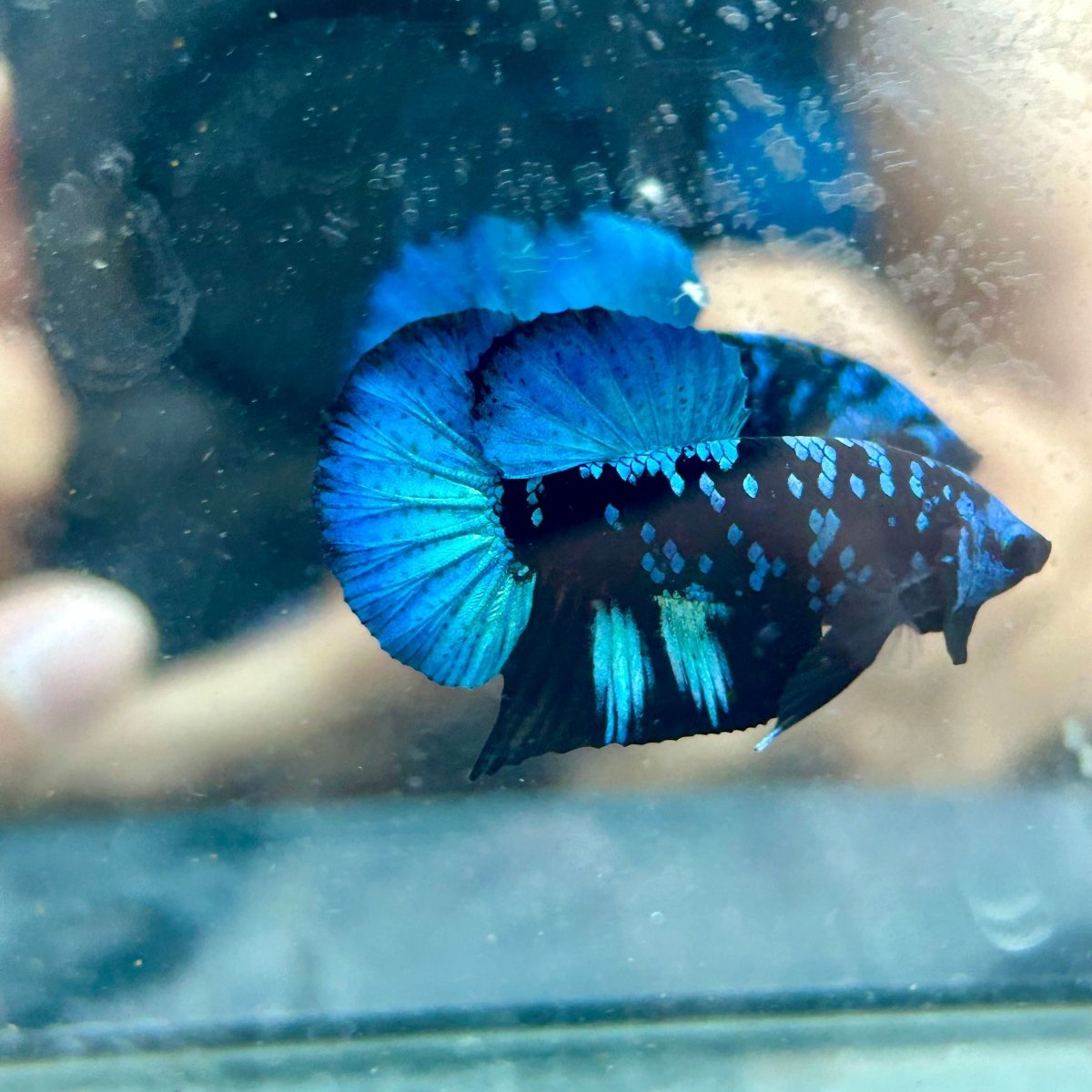 Avarta Nebula Plakat - Male Betta 097