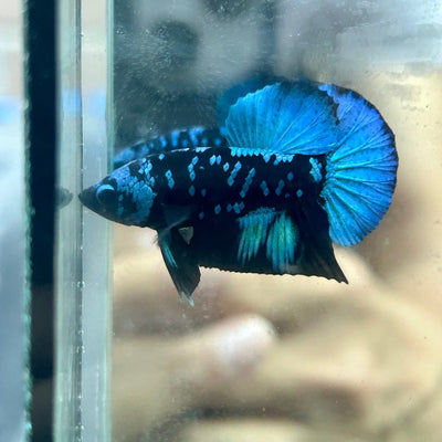 Avarta Nebula Plakat - Male Betta 097