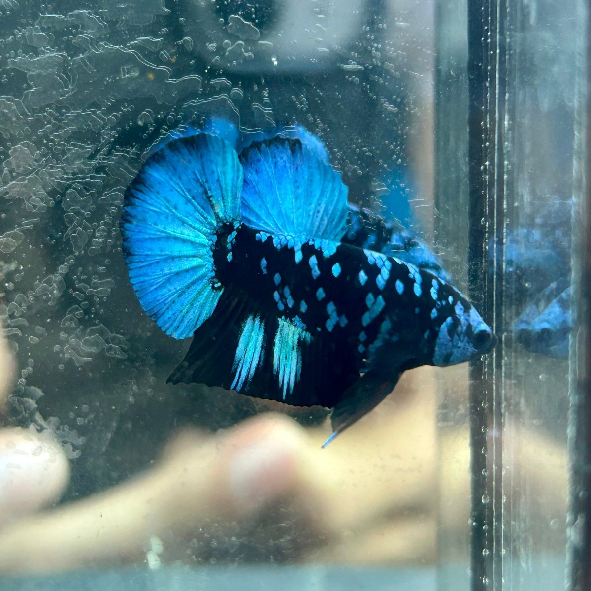 Avarta Nebula Plakat - Male Betta 097