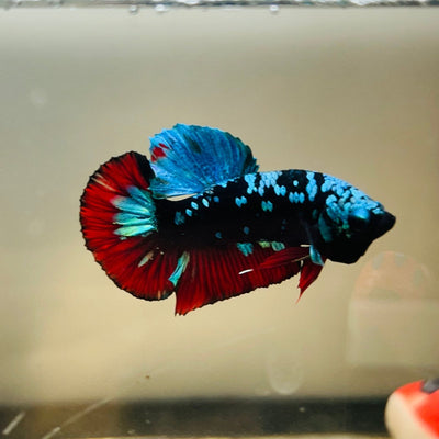 Avarta Nebula Plakat - Male Betta 097