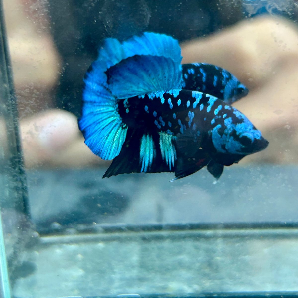 Avarta Nebula Plakat - Male Betta 097