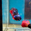 Avarta Nebula Plakat - Male Betta 113