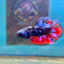 Avarta Nebula Plakat - Male Betta 113
