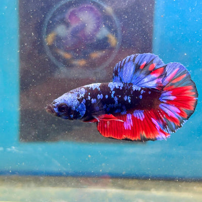 Avarta Nebula Plakat - Male Betta 113