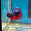 Avarta Nebula Plakat - Male Betta 113