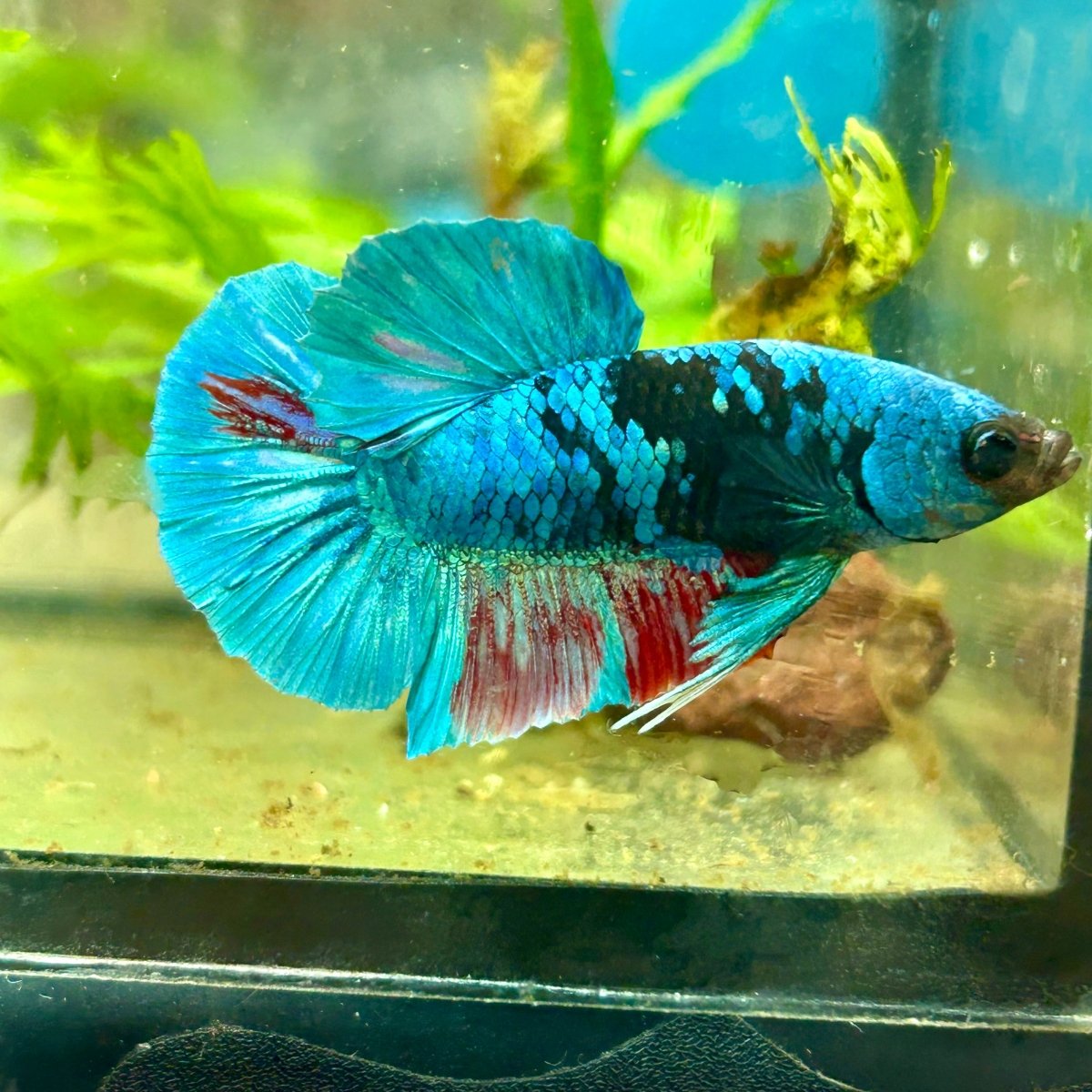 Avarta Nebula Plakat - Male Betta 117