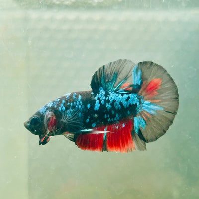 Avarta Nebula Plakat - Male Betta 117