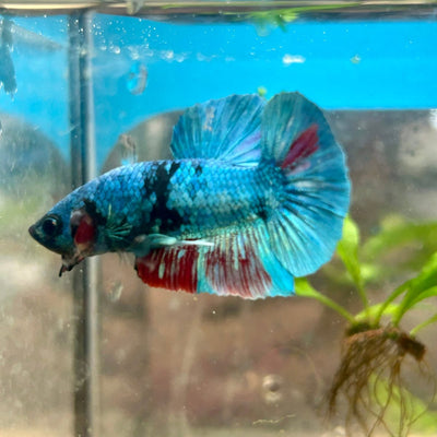 Avarta Nebula Plakat - Male Betta 117