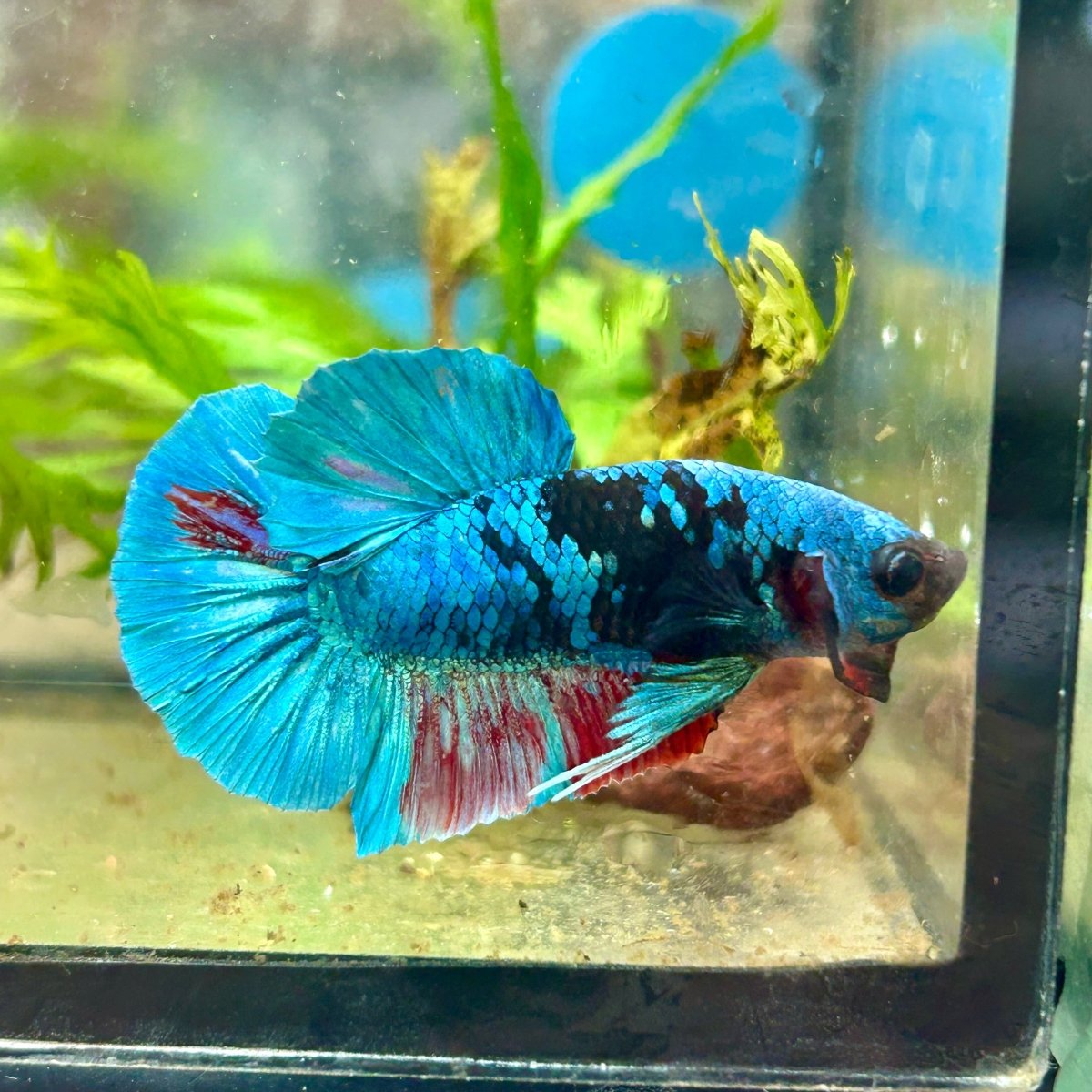 Avarta Nebula Plakat - Male Betta 117