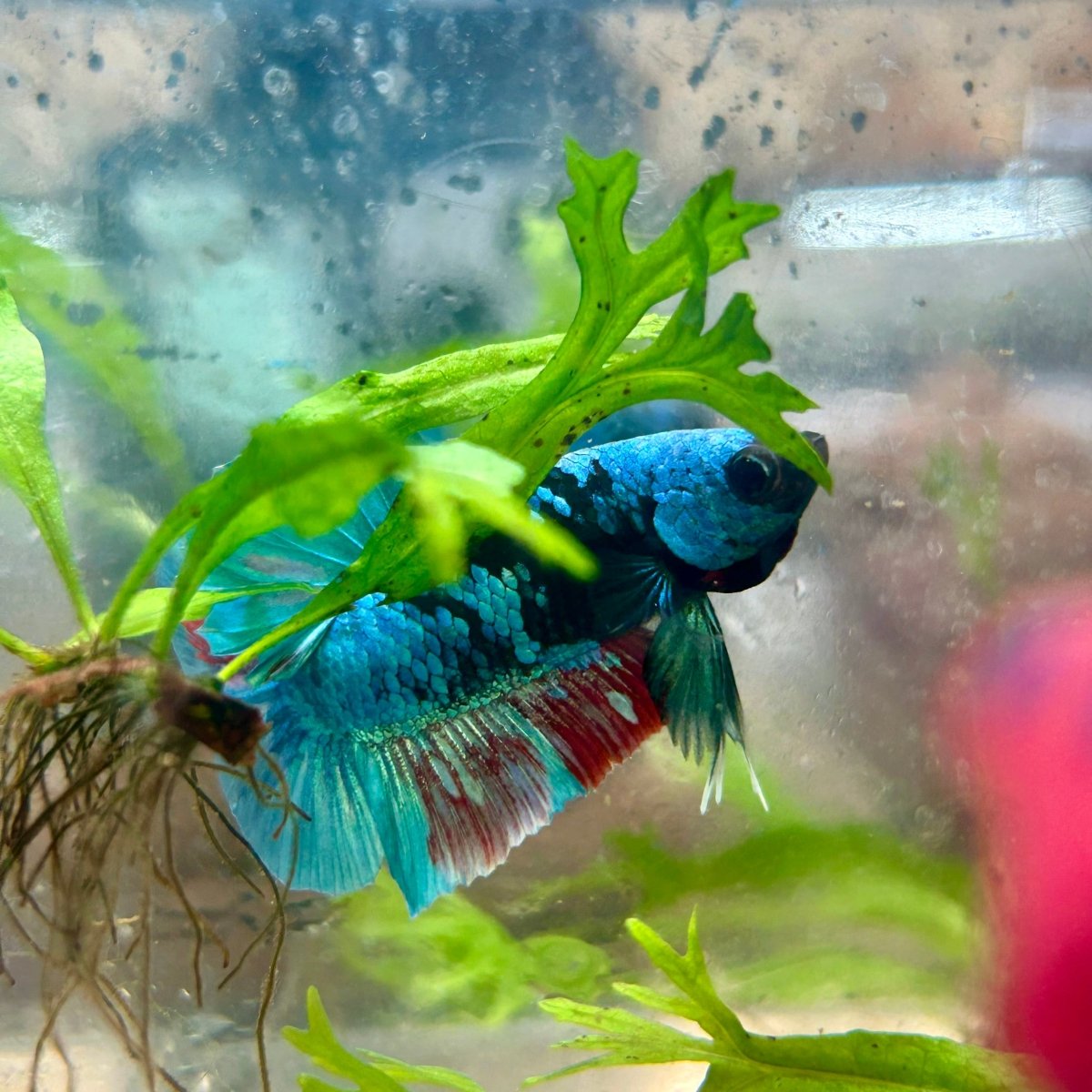 Avarta Nebula Plakat - Male Betta 117