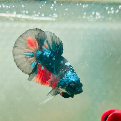 Avarta Nebula Plakat - Male Betta 117