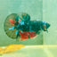 Avarta Nebula Plakat - Male Betta 117