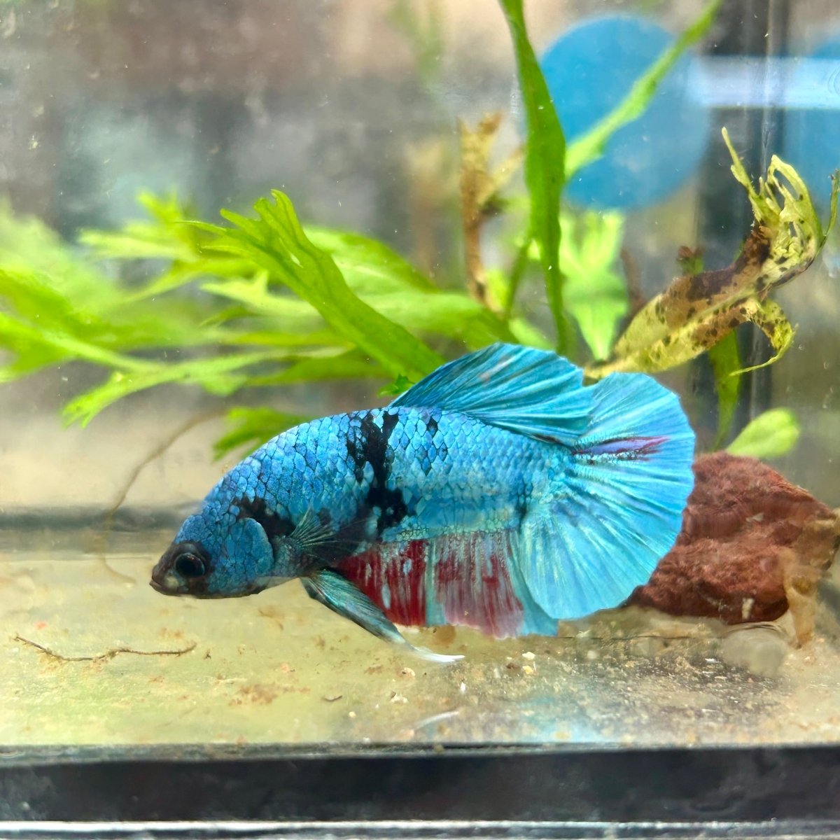Avarta Nebula Plakat - Male Betta 117