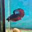 Avarta Nebula Plakat - Male Betta 122