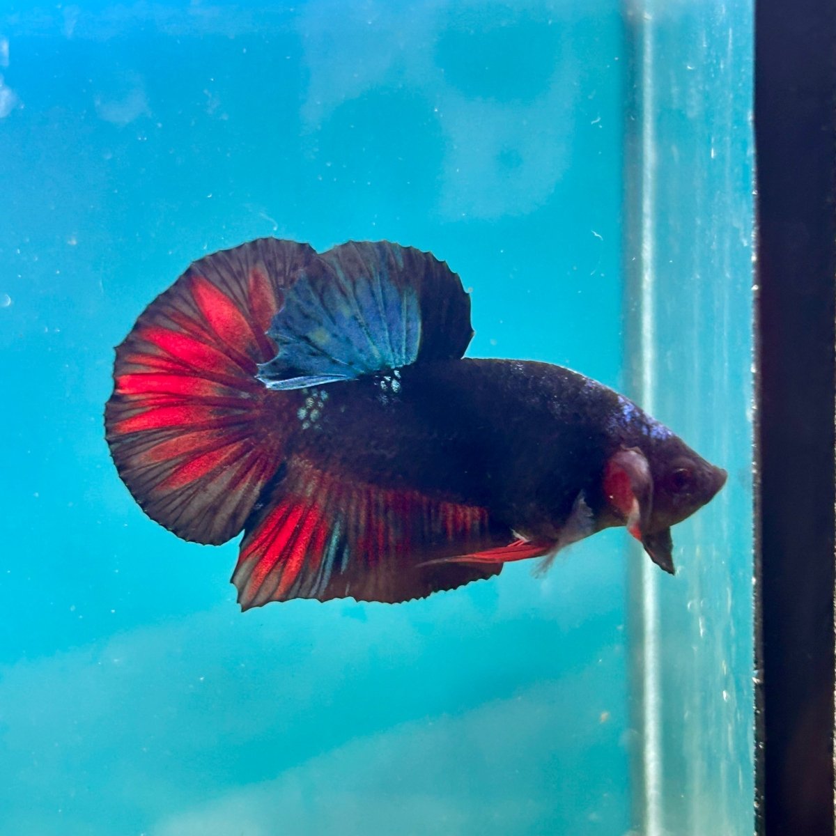 Avarta Nebula Plakat - Male Betta 122
