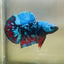 Avarta Nebula Plakat - Male Betta 123