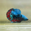 Avarta Nebula Plakat - Male Betta 123