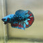 Avarta Nebula Plakat - Male Betta 123