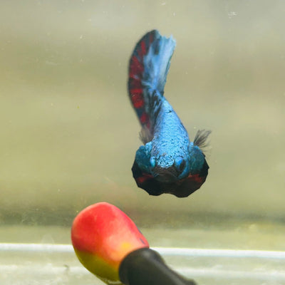 Avarta Nebula Plakat - Male Betta 123