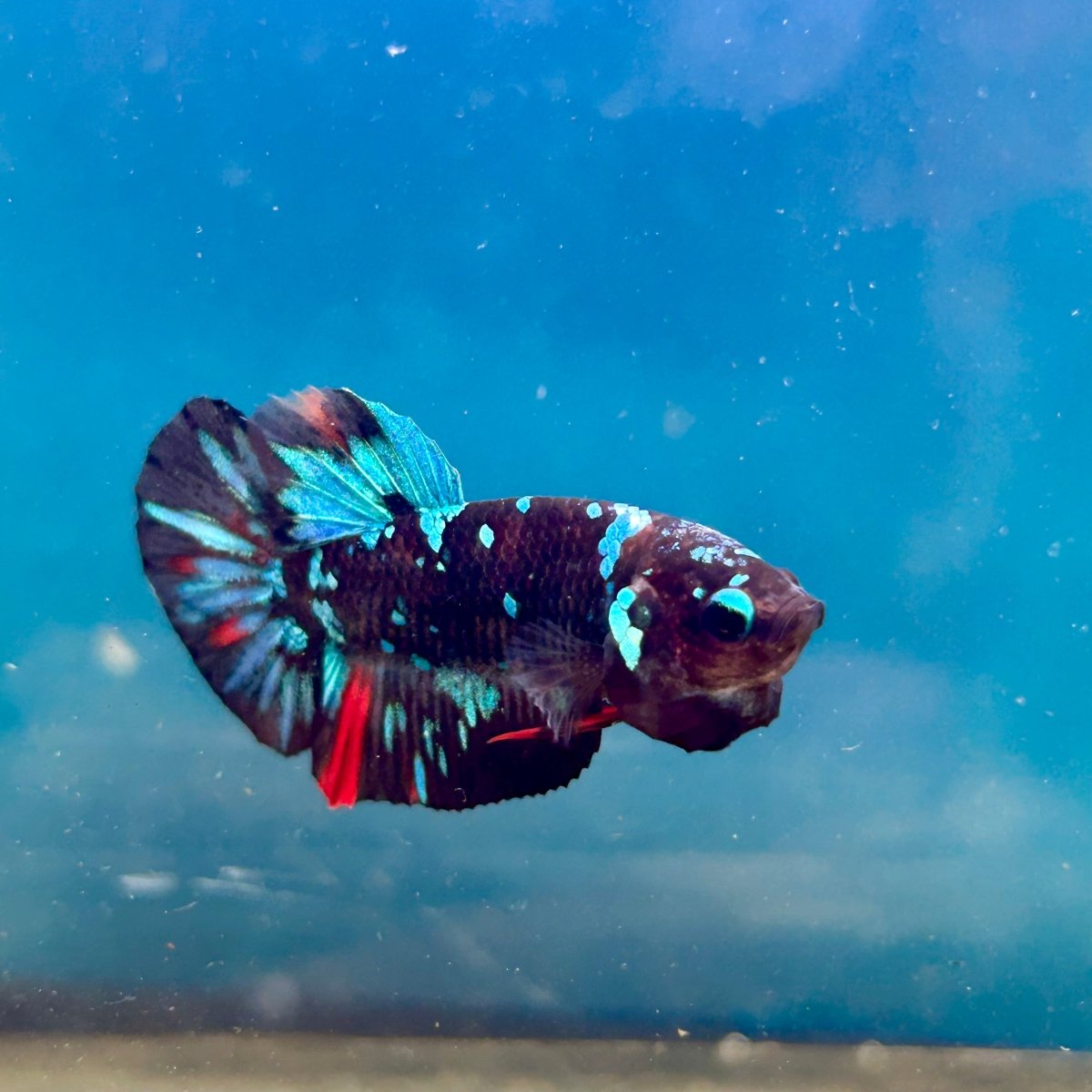 Avarta Nebula Plakat - Male Betta 148