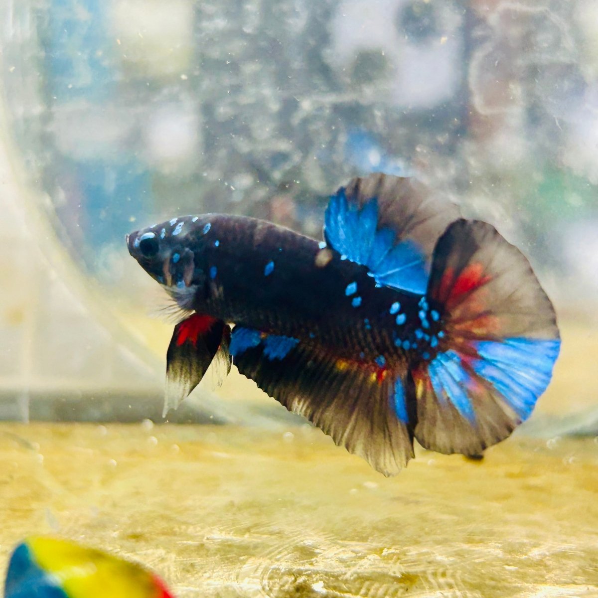 Avatar Nebula Plakat - Male Betta #168