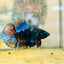 Avarta Nebula Plakat - Male Betta 168