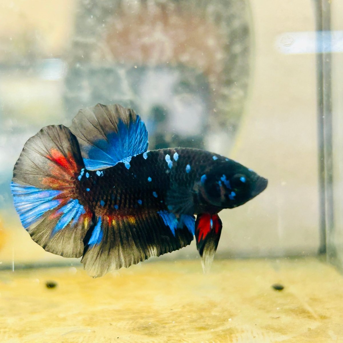 Avatar Nebula Plakat - Male Betta #168