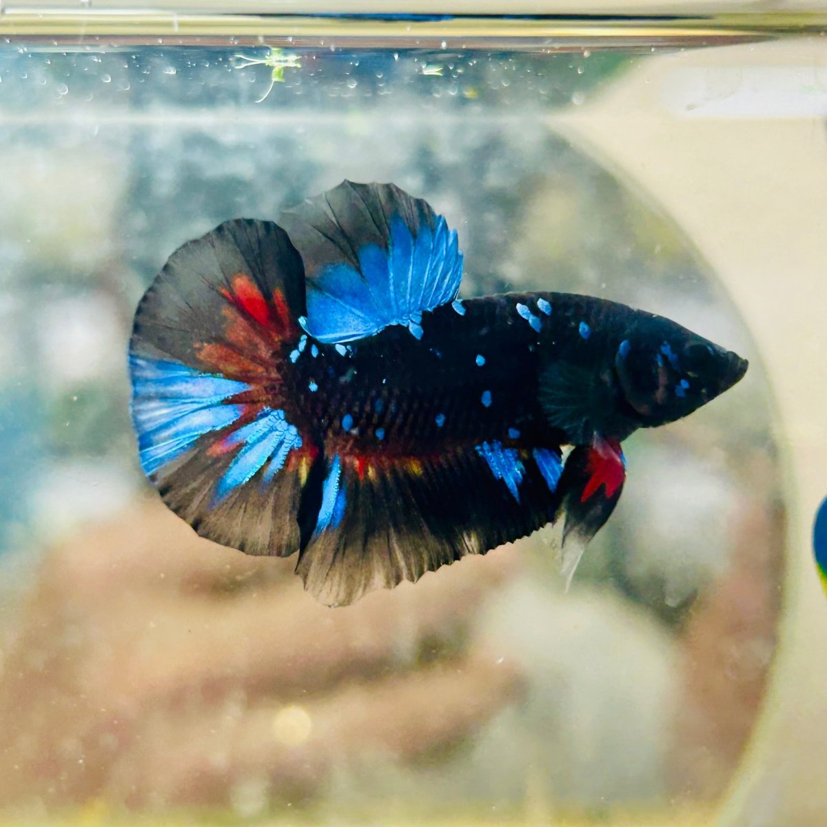 Avatar Nebula Plakat - Male Betta #168
