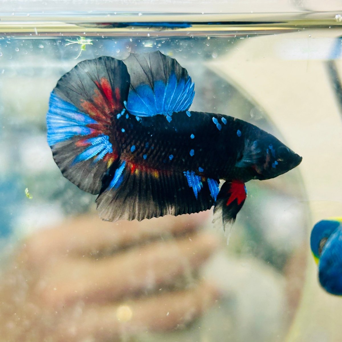 Avatar Nebula Plakat - Male Betta #168