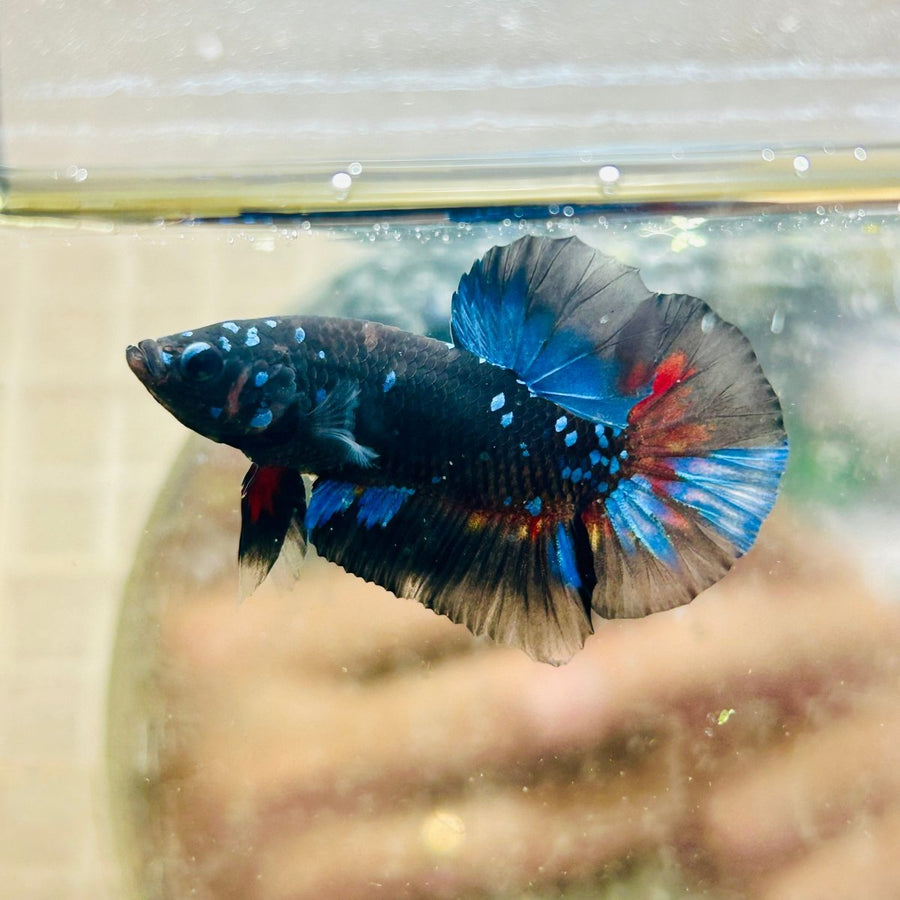 Avarta Nebula Plakat - Male Betta 168