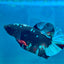 Avarta Nebula Plakat - Male Betta 170